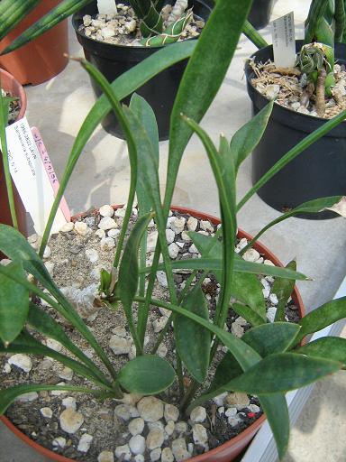 Sansevieria subspicata 