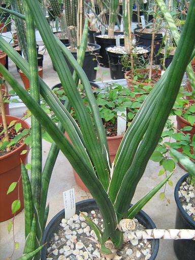 Sansevieria suffruticosa 