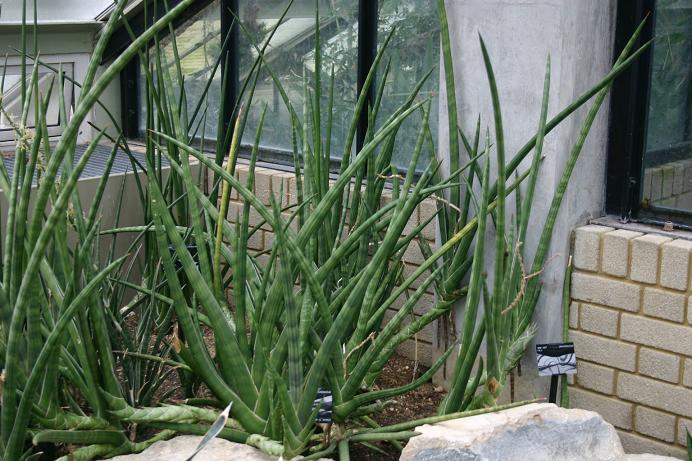 Sansevieria suffruticosa 