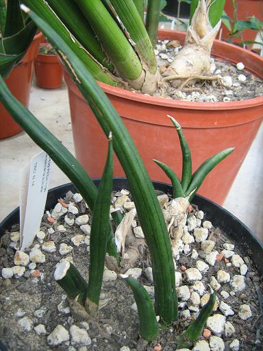 Sansevieria sulcata 