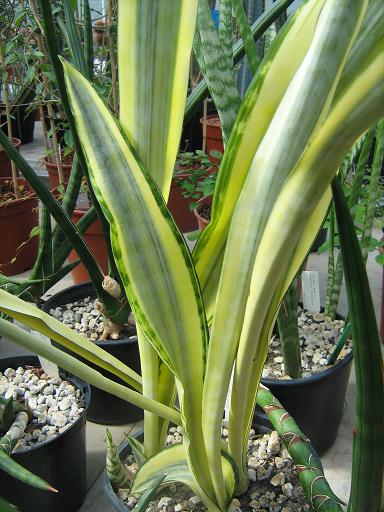 Sansevieria trifasciata 'Craigii' 