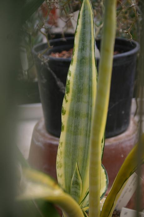 Sansevieria trifasciata 'Craigii' 