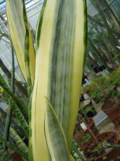 Sansevieria trifasciata 'Craigii' 