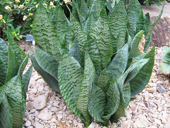 Sansevieria trifasciata 'Futura' 