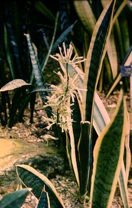 Sansevieria trifasciata 'Laurentii' 