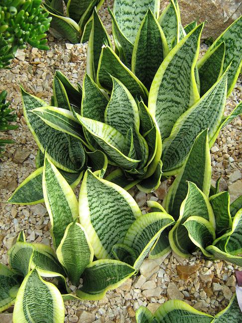 Sansevieria trifascaiata 'Laurentii Nana' 