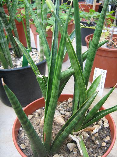 Sansevieria zeylanica 