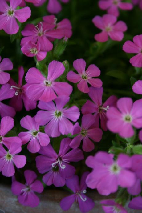 Saponaria 'Bressingham Hybrid' 