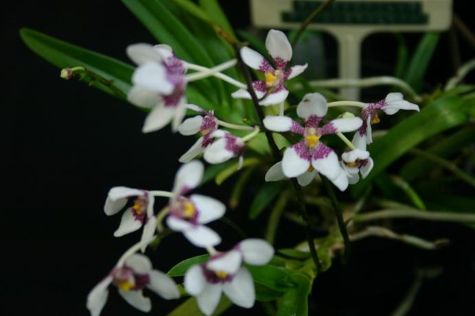 Sarcochilus fitzgeraldii 