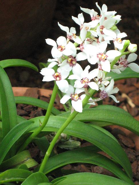 Sarcochilus hartmannii 