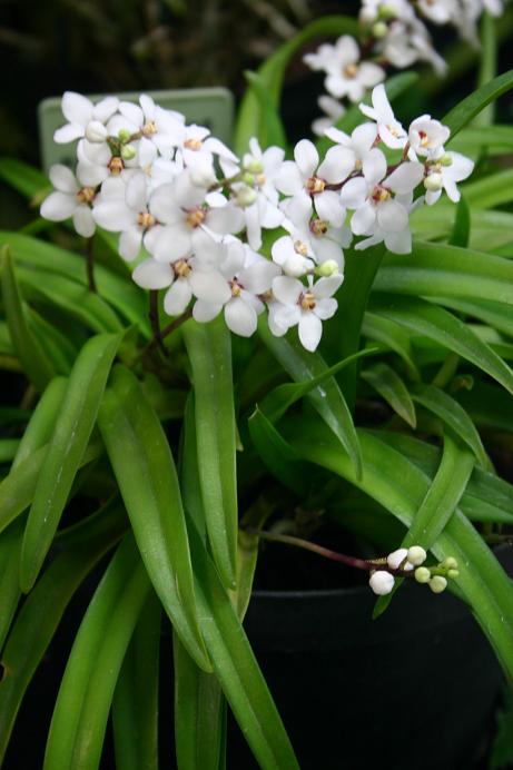 Sarcochilus hartmannii 