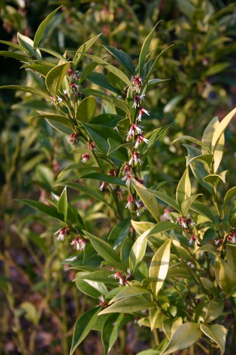 Sarcococca orientalis 