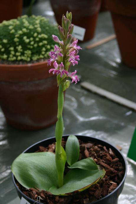 Satyrium erectum 