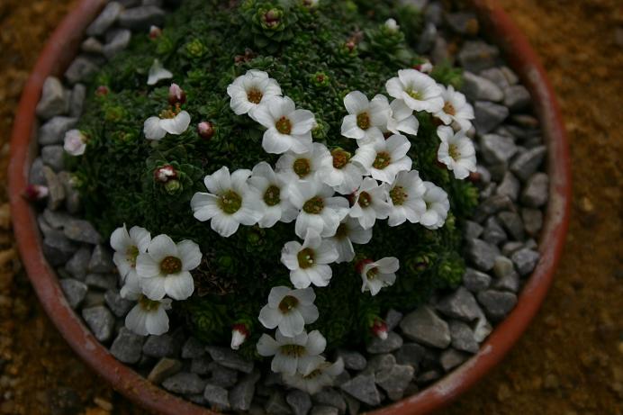 Saxifraga 'Allendale Billows' 