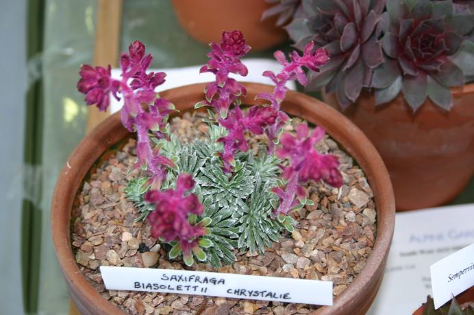 Saxifraga biasolettii 