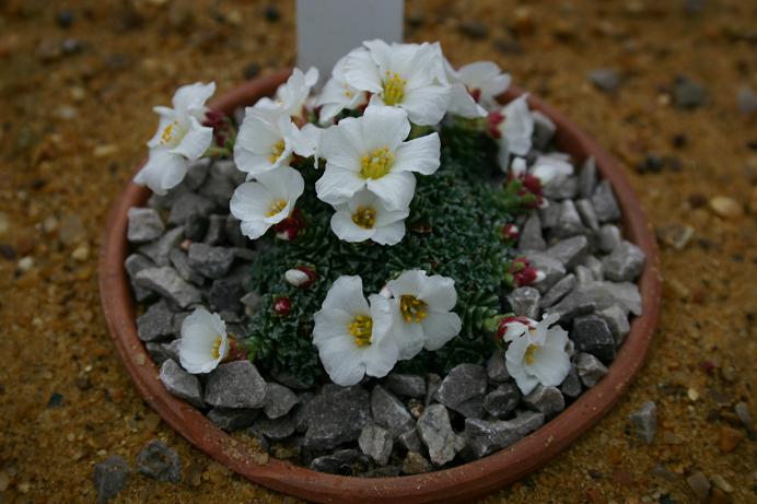 Saxifraga 'Bohunka' 