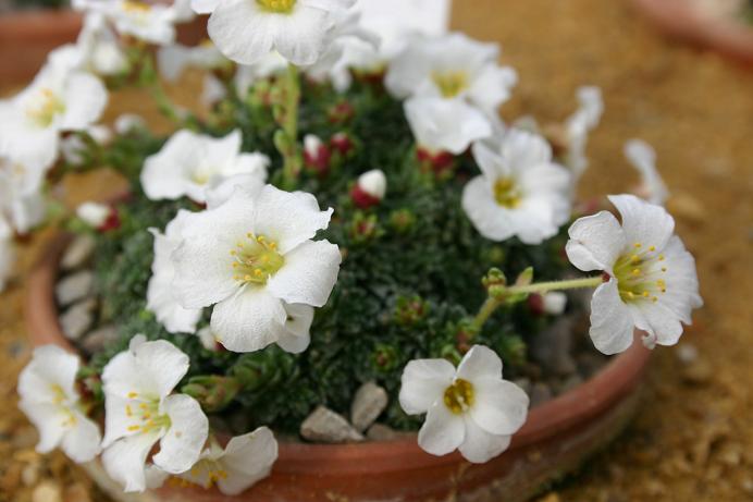 Saxifraga 'Bohunka' 