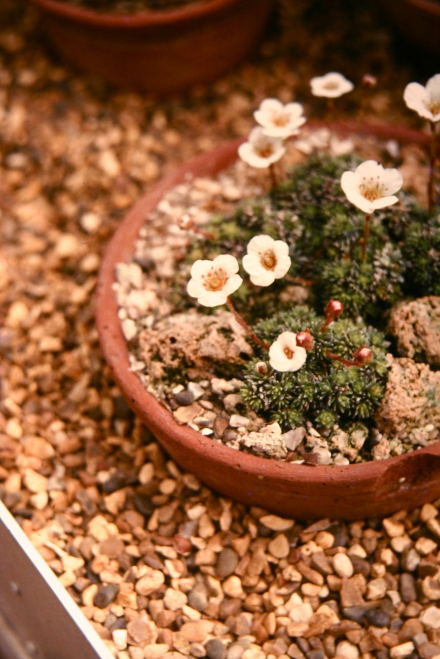 Saxifraga burseriana 'His Majesty' 