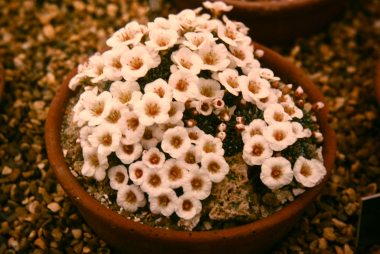 Saxifraga burseriana 'His Majesty' 