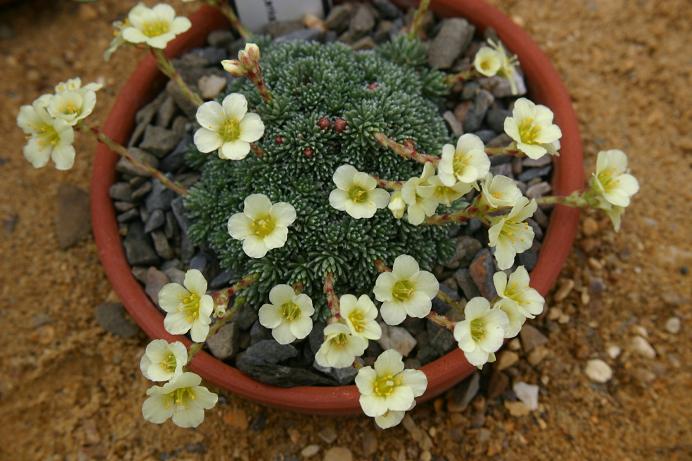 Saxifraga byam-groundsii 'Lenka' 