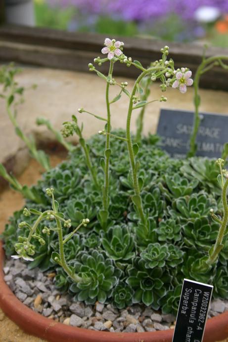 Saxifraga cano-dalmatica 