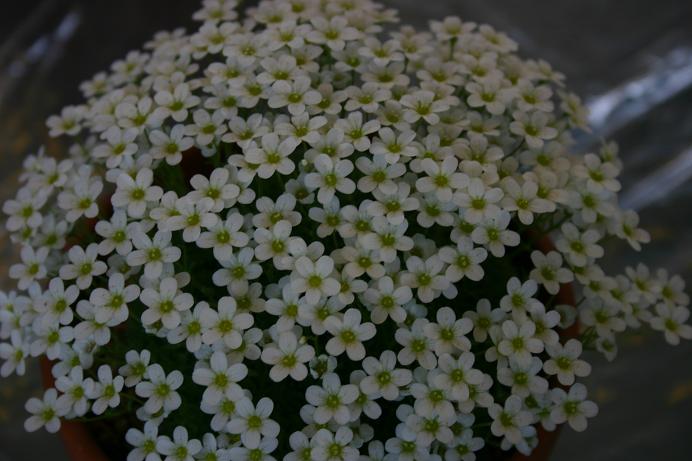 Saxifraga cebennensis 