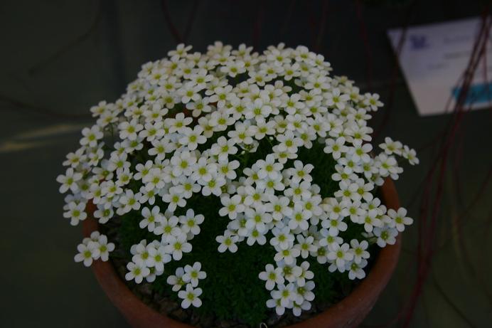 Saxifraga cebennensis 