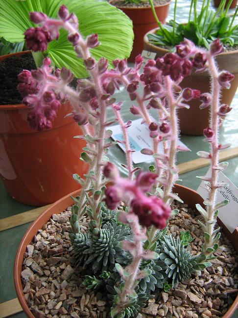 Saxifraga 'Celia' 