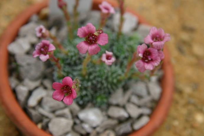 Saxifraga 'Christine' 