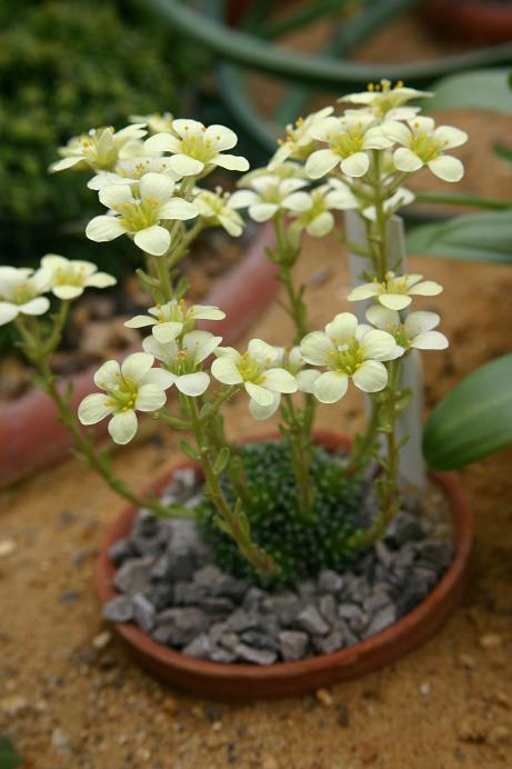 Saxifraga 'Citronella' 