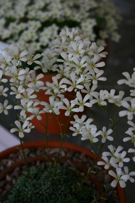 Saxifraga cochlearis 'Probynii' 