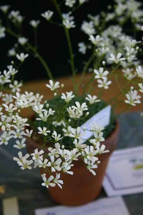 Saxifraga cochlearis pseudovaldensis 