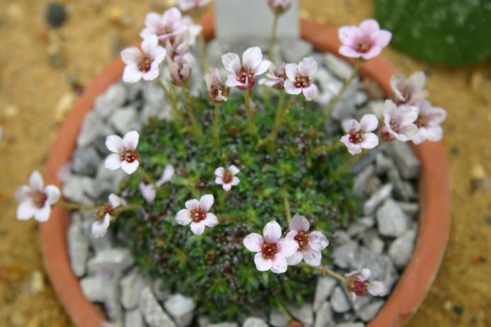 Saxifraga 'Combrook' 