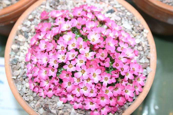 Saxifraga 'Coolock Kate' 