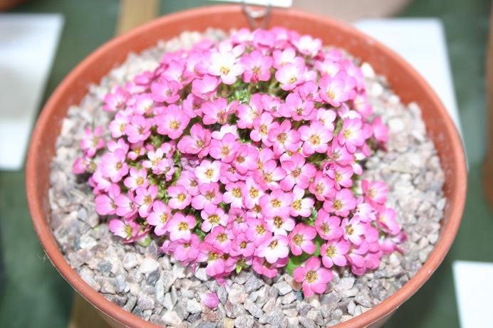 Saxifraga 'Coolock Kate' 