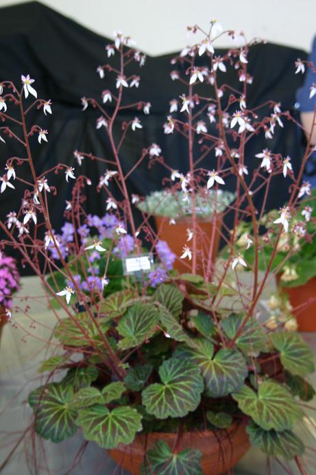 Saxifraga cuscutiformis 