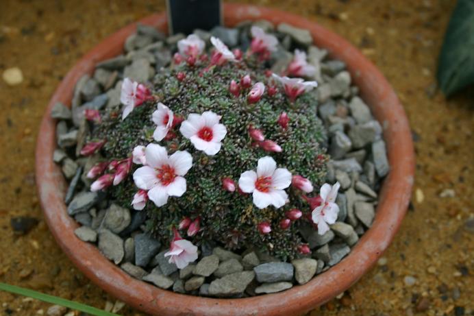 Saxifraga 'Dana' 