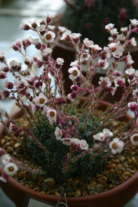 Saxifraga edithae 'Bridget' 