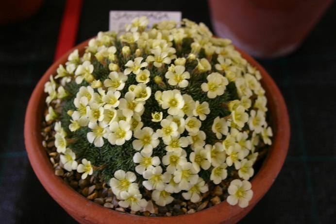 Saxifraga 'Faldonside' 