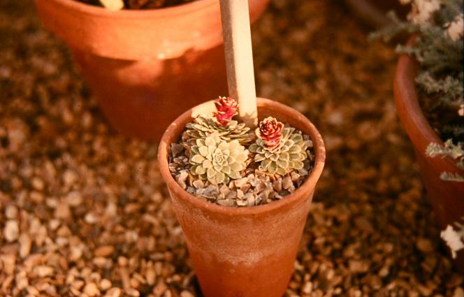 Saxifraga federici-augustii ssp grisebachii 