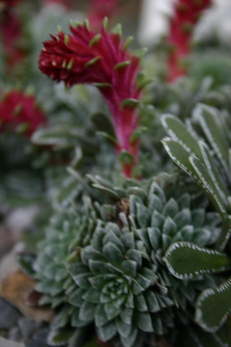 Saxifraga federici-augustii ssp grisebachii 