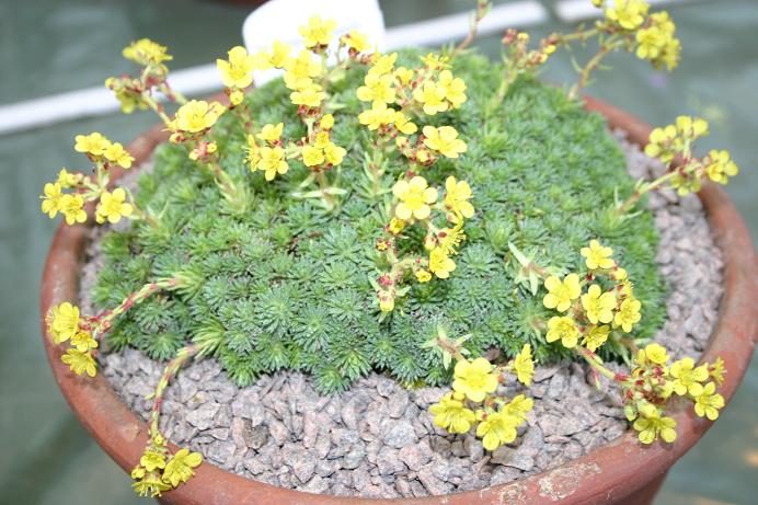 Saxifraga ferdinandi-coburgii 