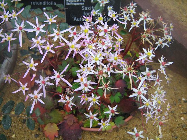 Saxifraga fortunei 'Autumn Tribute' 