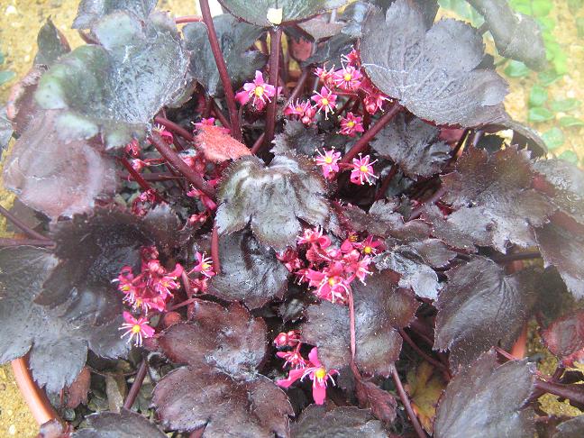 Saxifraga fortunei 'Black Ruby' 