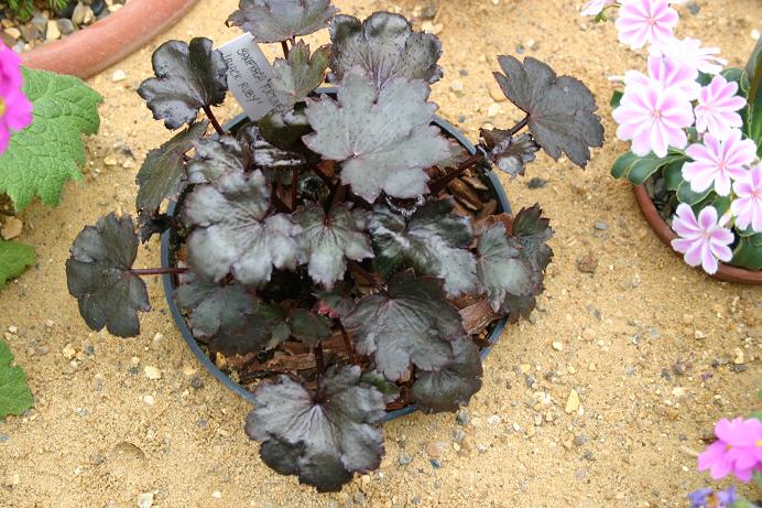 Saxifraga fortunei 'Black Ruby' 