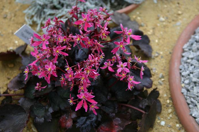 Saxifraga fortunei 'Black Ruby' 