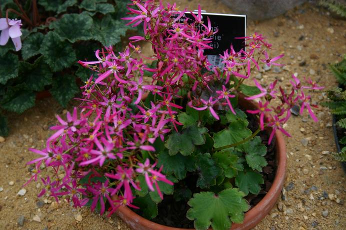 Saxifraga fortunei 'Cherry Pie' 