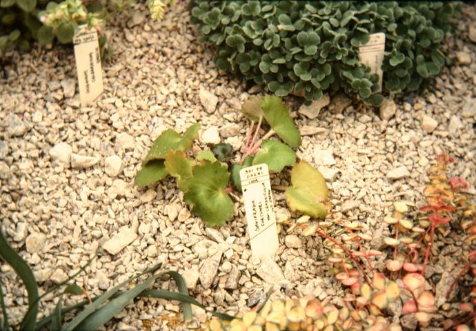 Saxifraga fortunei var crassifolium 