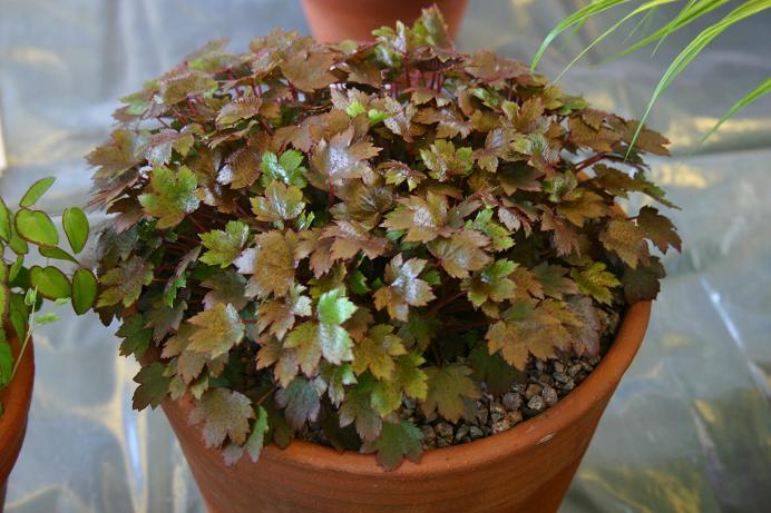 Saxifraga fortunei 'Mount Nachi' 