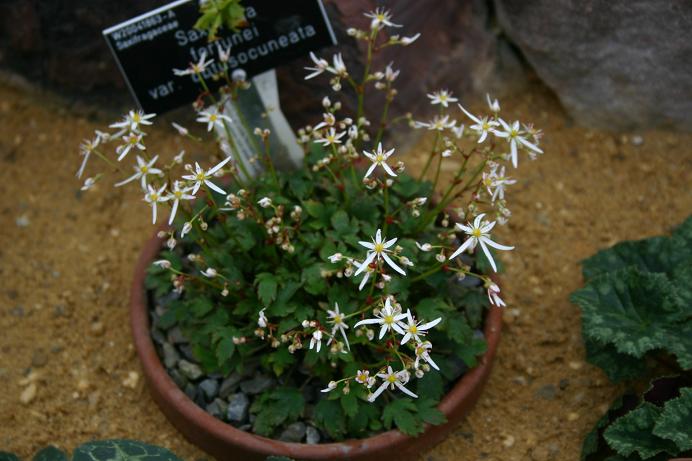 Saxifraga fortunei var obtusocuneata 